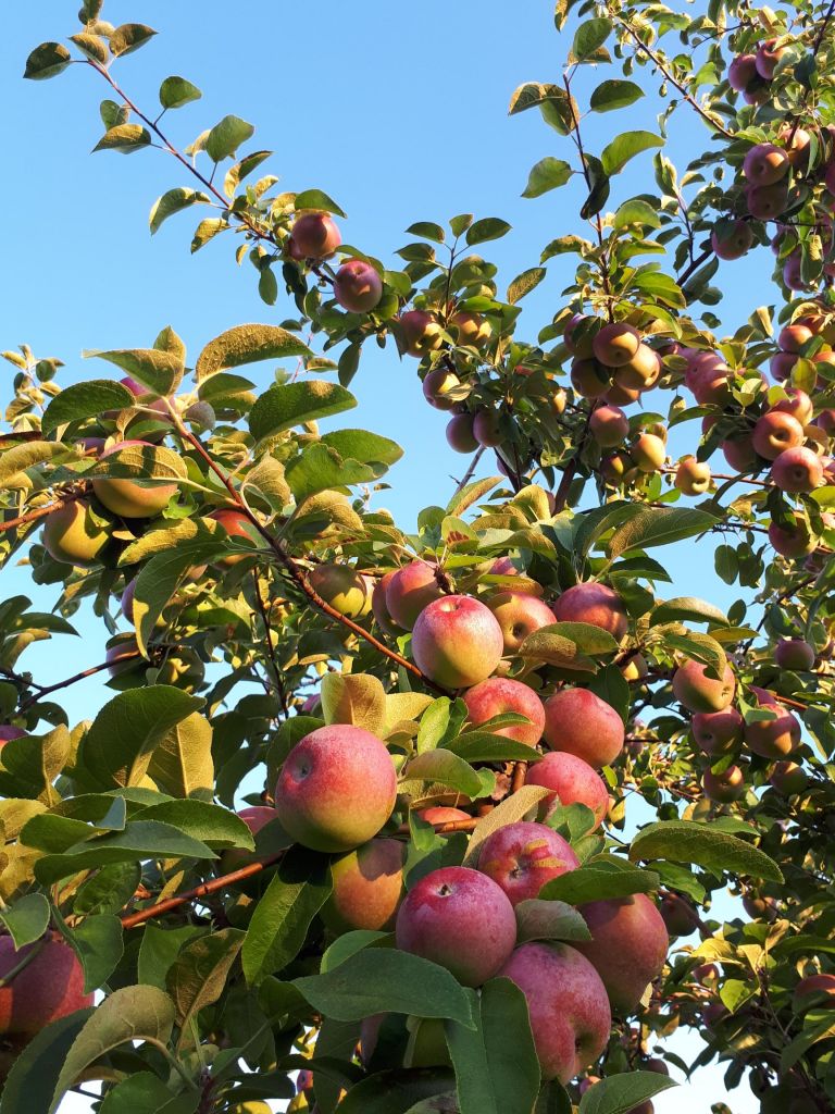 Verger Trois Pommes - Cover photo