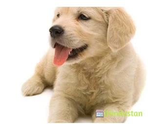 VETERINARY CLINIC - Logo