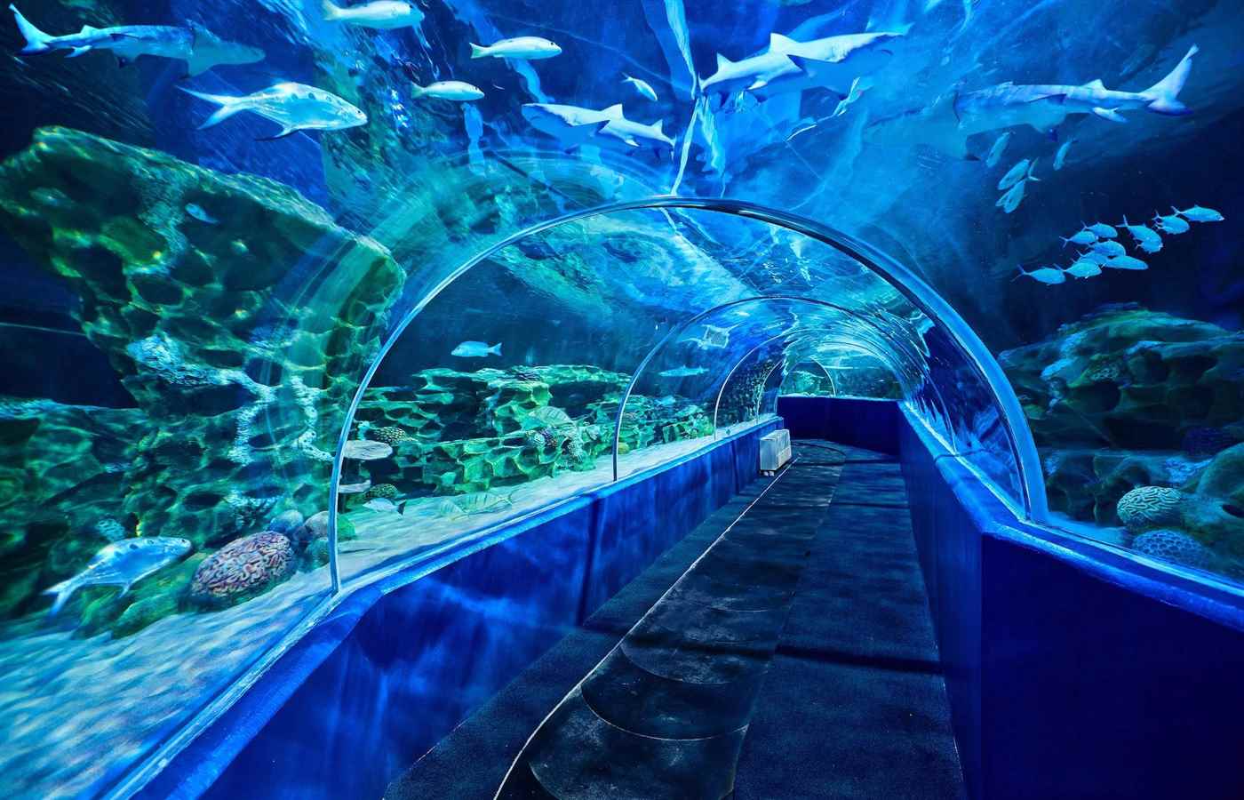 Vgp Marine Kingdom - Cover photo