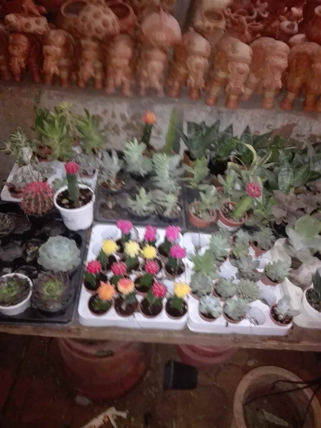 Vijay Nursery - Cover photo