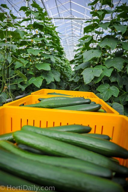 Vine Fresh Acres - Cover photo