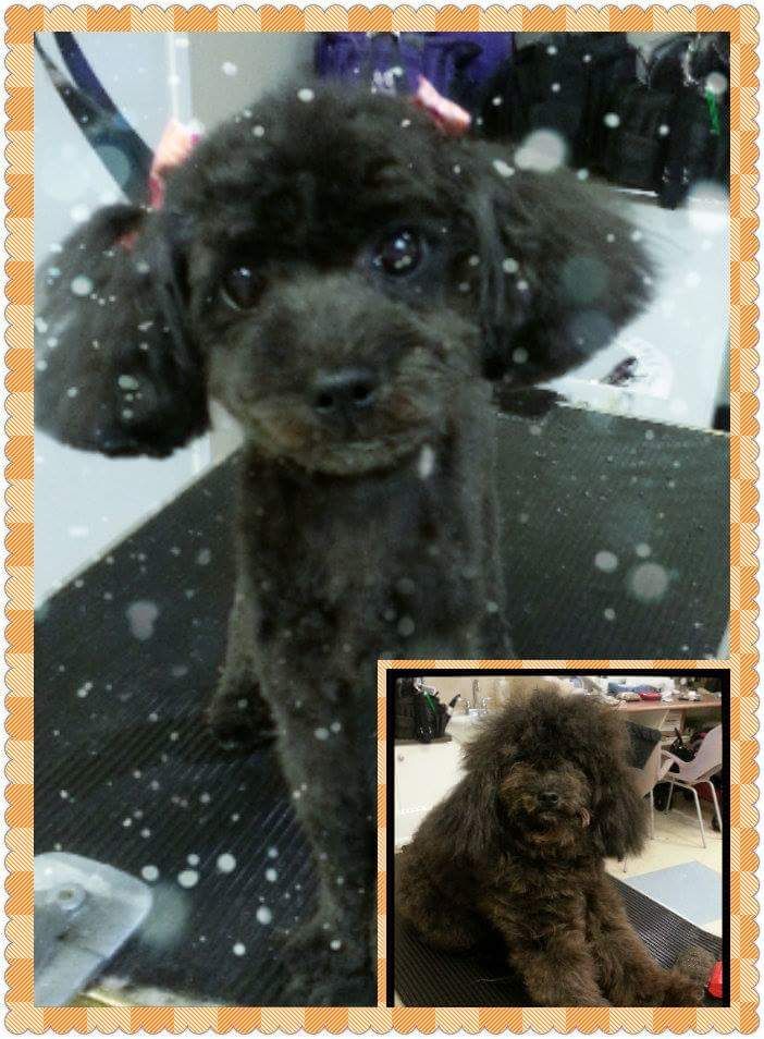 VIP Puppy Spa - Logo