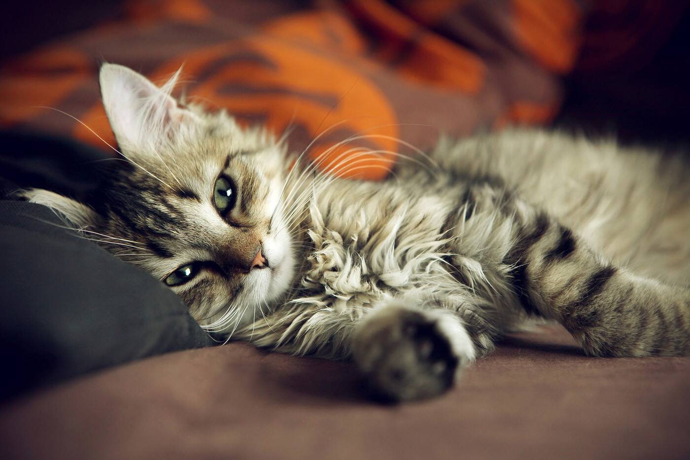 Visit My Cat - Cover photo