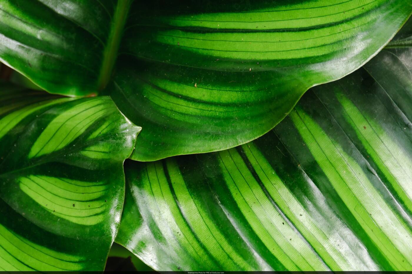 Wagga Indoor Plant Hire - Cover photo