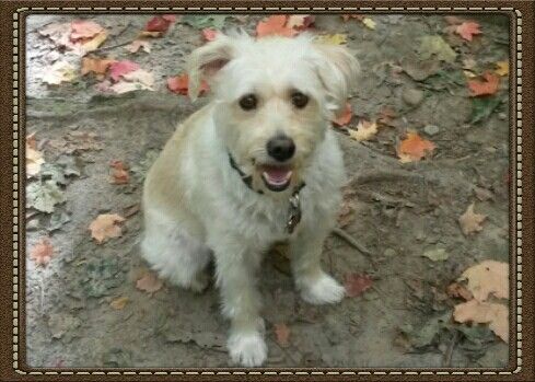 Wag &s;n&s; Watch Pet Sitters - Logo
