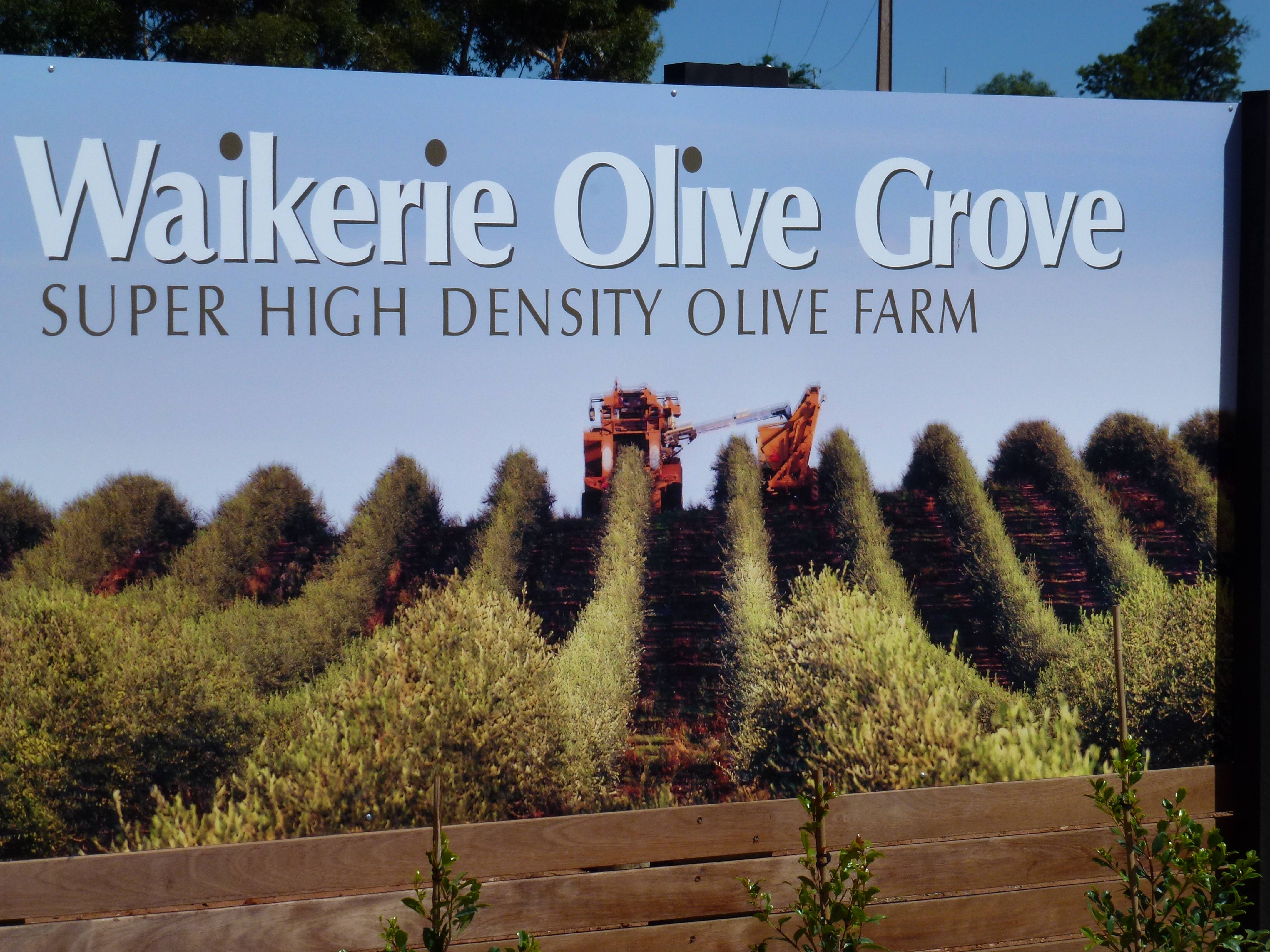 Waikerie Olive Grove - Cover photo
