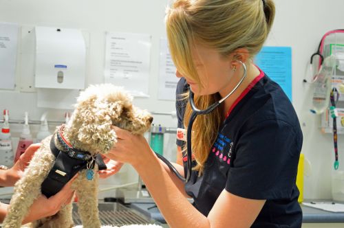 Walker Street Veterinary Surgery - Logo