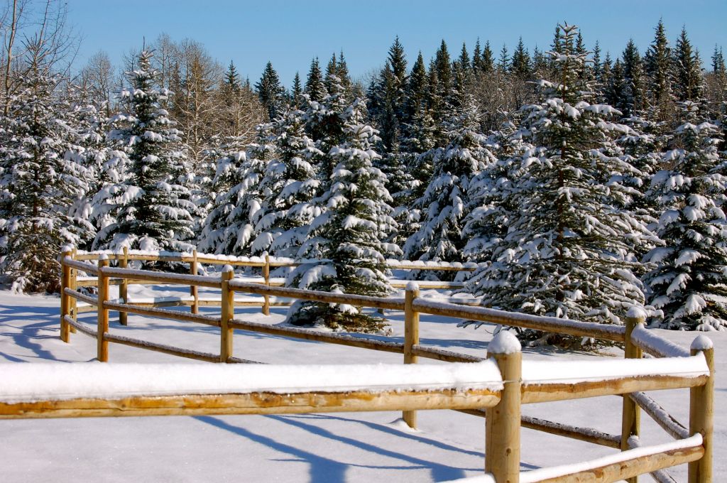 Water Valley Spruce Trees - Cover photo