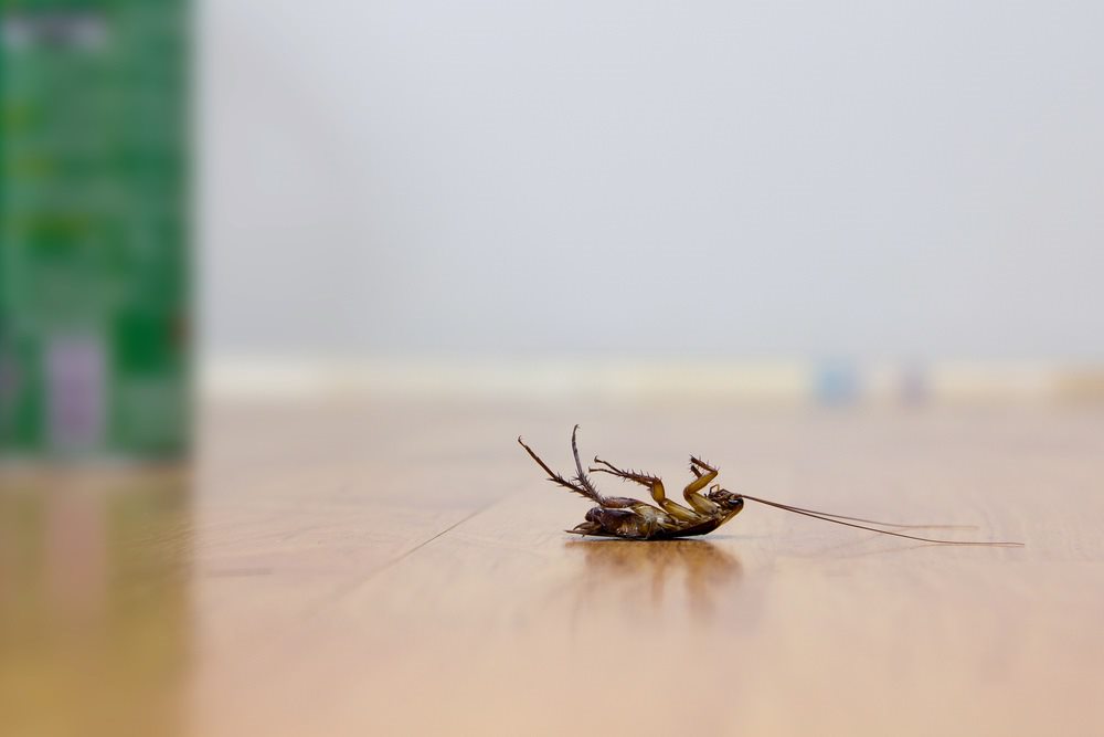 Wauchope Pest Control - Logo