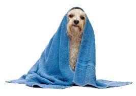 WeeBreed Dog Grooming - Logo