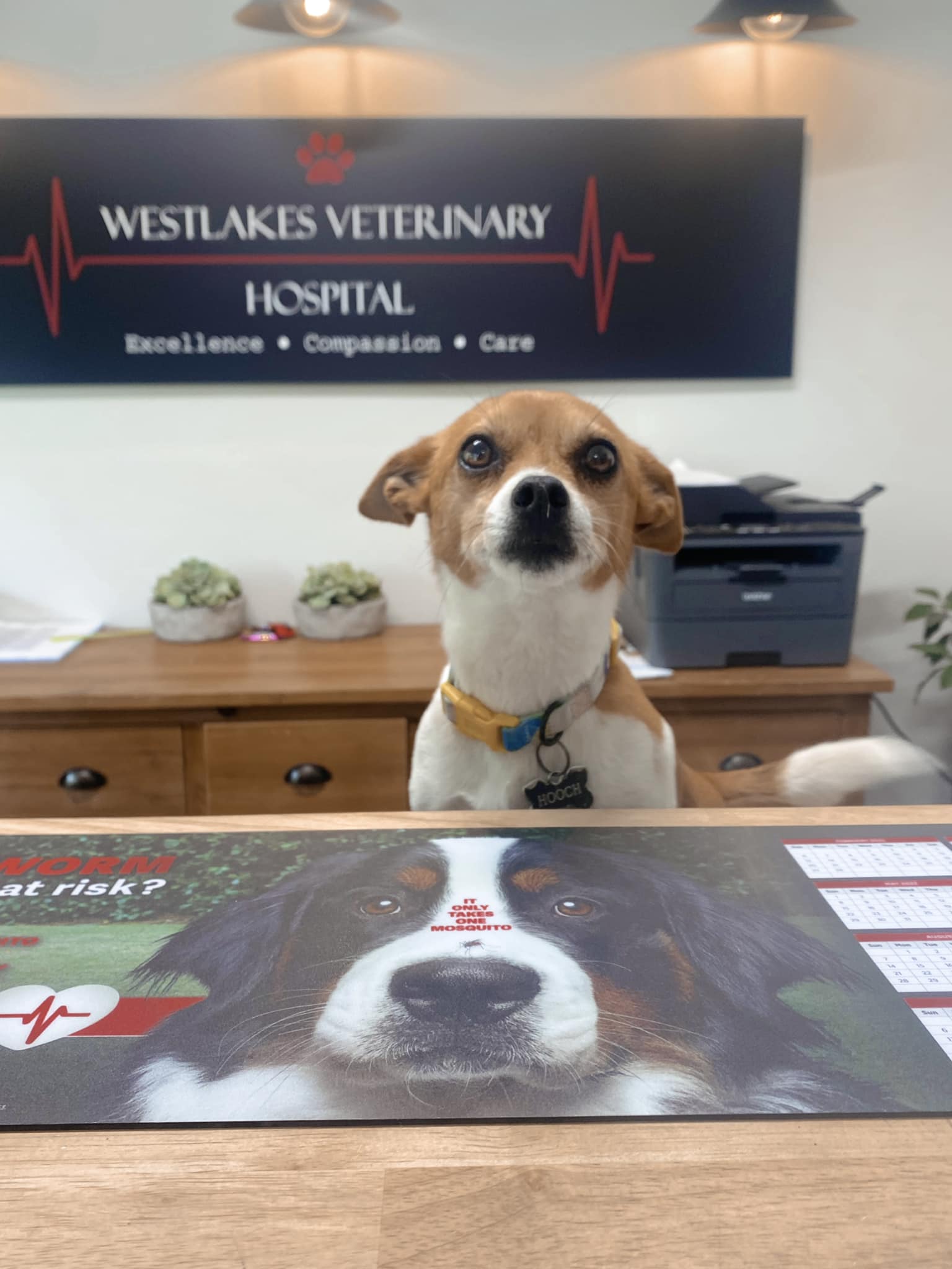 Westlakes Veterinary Hospital - Logo