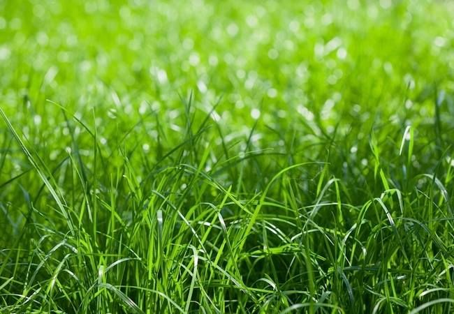 Westscaping Ottawa - Cover photo