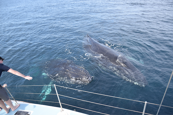 Whale Watch Experience - Logo