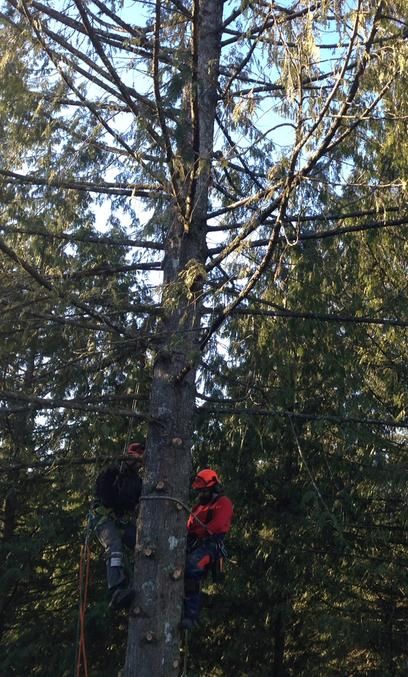 Whieldon &a; Son Logging Ltd - Cover photo