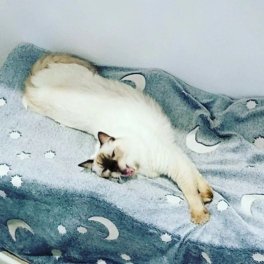 Whispurrs Cat Retreat - Cover photo
