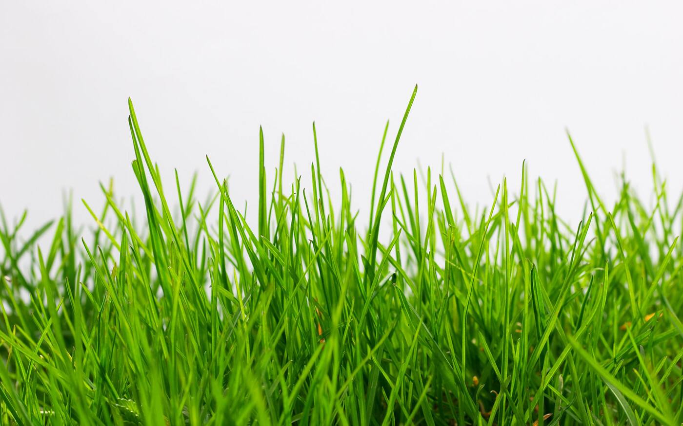 White's Lawn and Garden Care - Logo