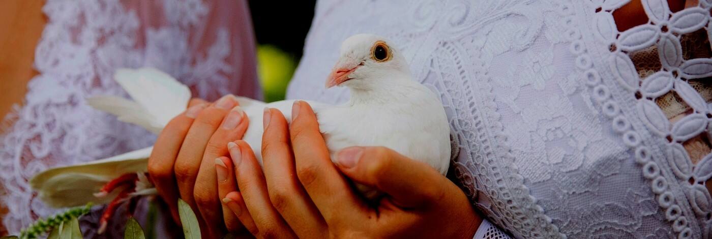 White Wings Dove Service - Cover photo