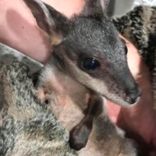 Wildlife Carers FNQ - Logo
