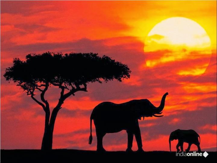 Wildlife Tour Operators - Cover photo