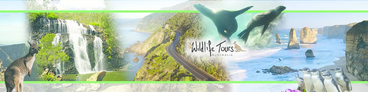 Wildlife Tours Australia - Cover photo