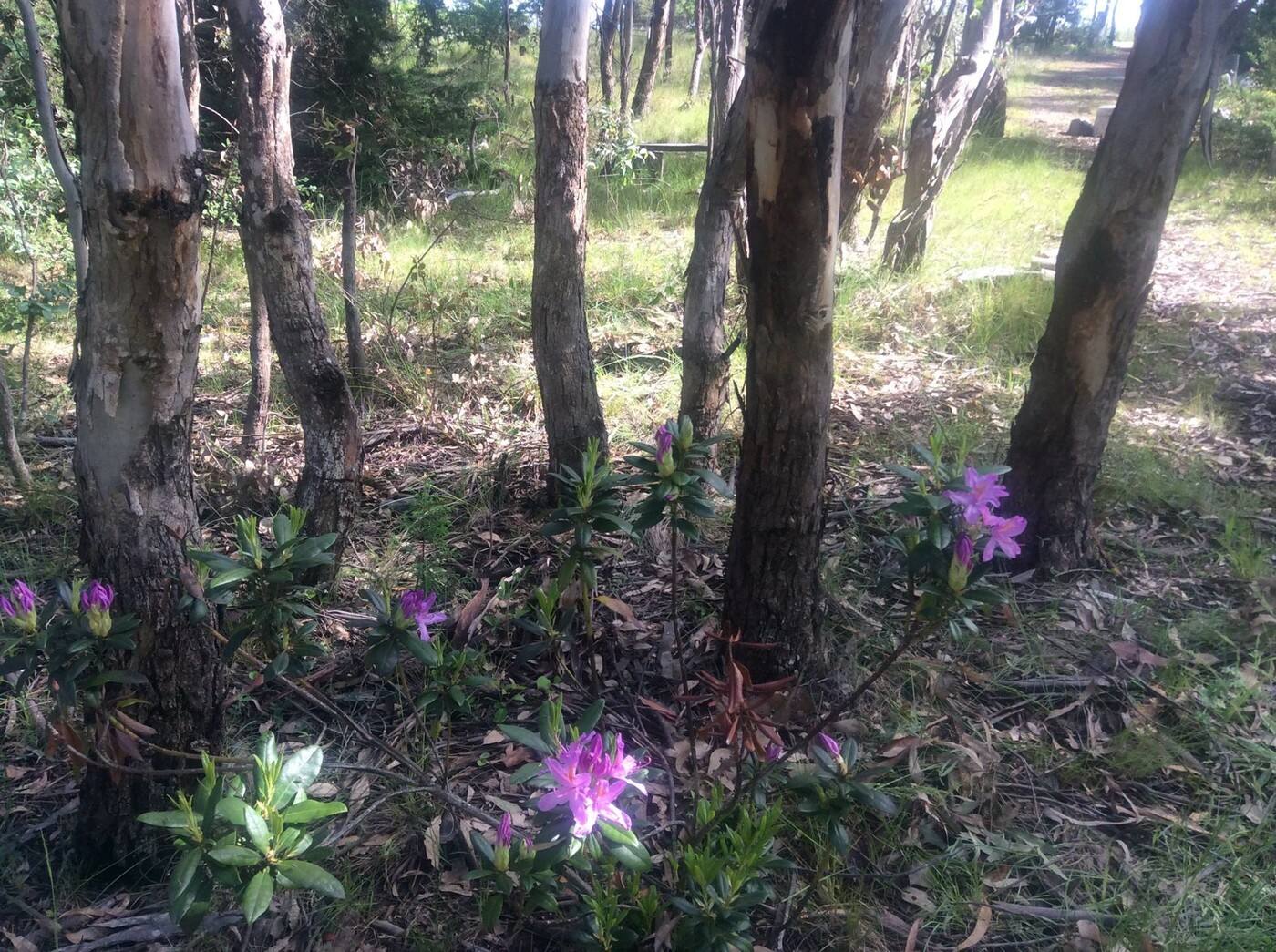 Willowgum Natural Therapies - Cover photo