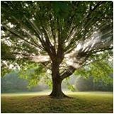 Willow Sage Reflexology - Cover photo