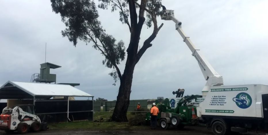 Wilson's Tree Services - Logo