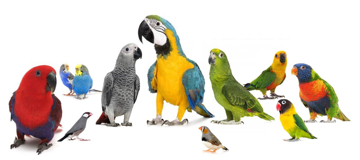 Wings 'N Things Gympie - Cover photo