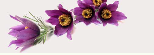 Winnipeg Mind and Body Massage Therapy - Logo