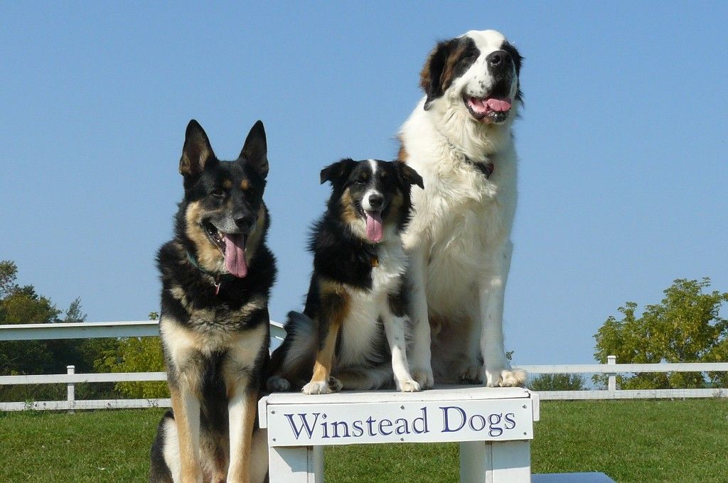 Winstead Dogs - Cover photo