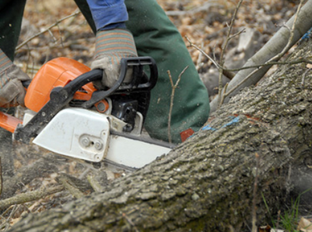 Wollongong Tree Service - Cover photo