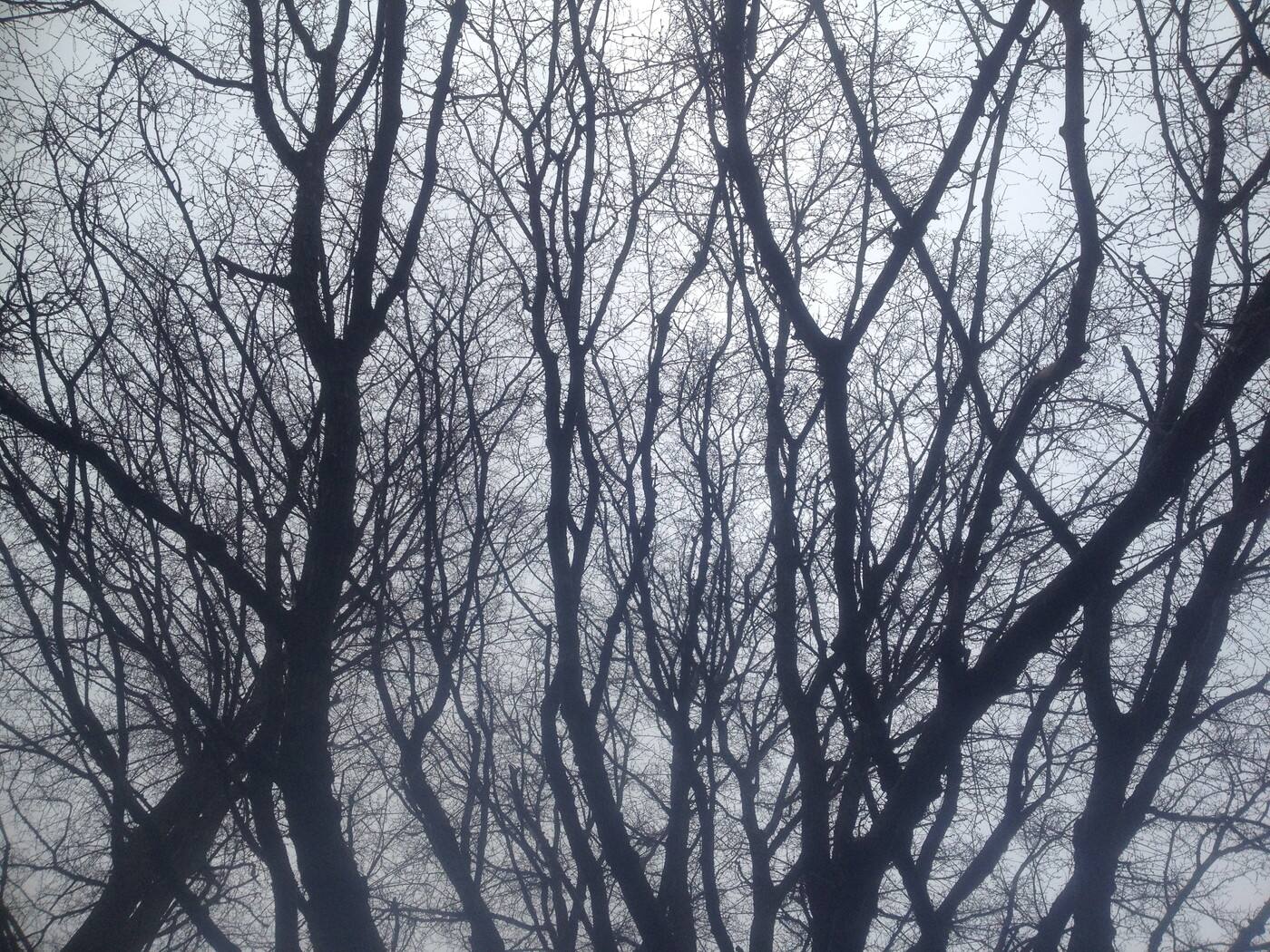 Woodland Trees & Landscapes - Cover photo