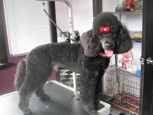 Woof Dog Spa & Boutique - Cover photo