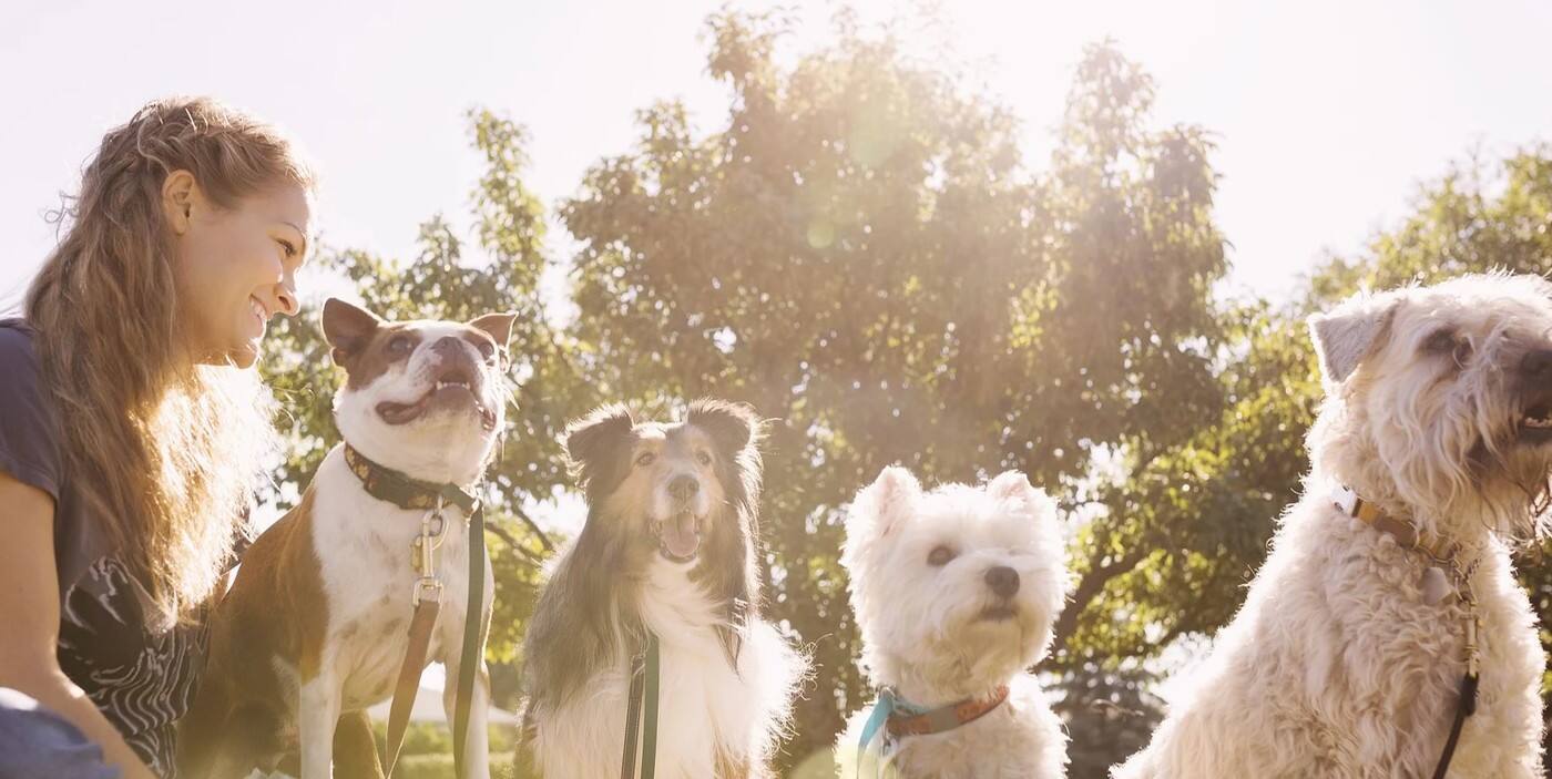 Woofles - Cover photo
