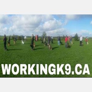 WorkingK9.ca - Logo