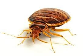 Wright Pest Management - Cover photo