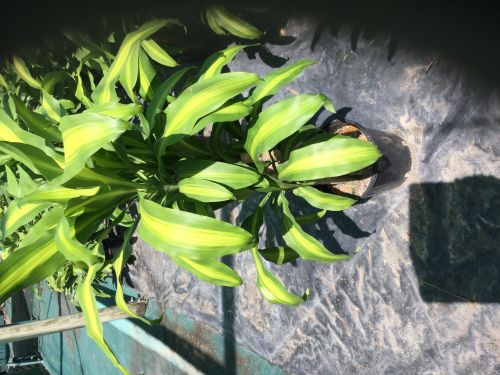 Wulguru Indoor Plant Hire - Logo