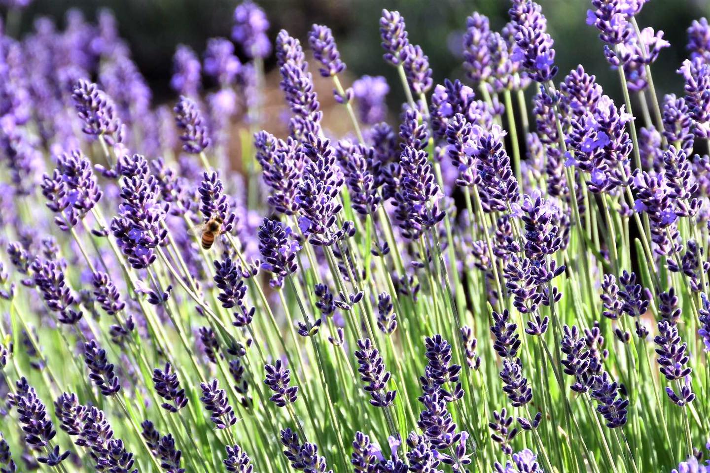 Wyoming Lavender Estate - Cover photo