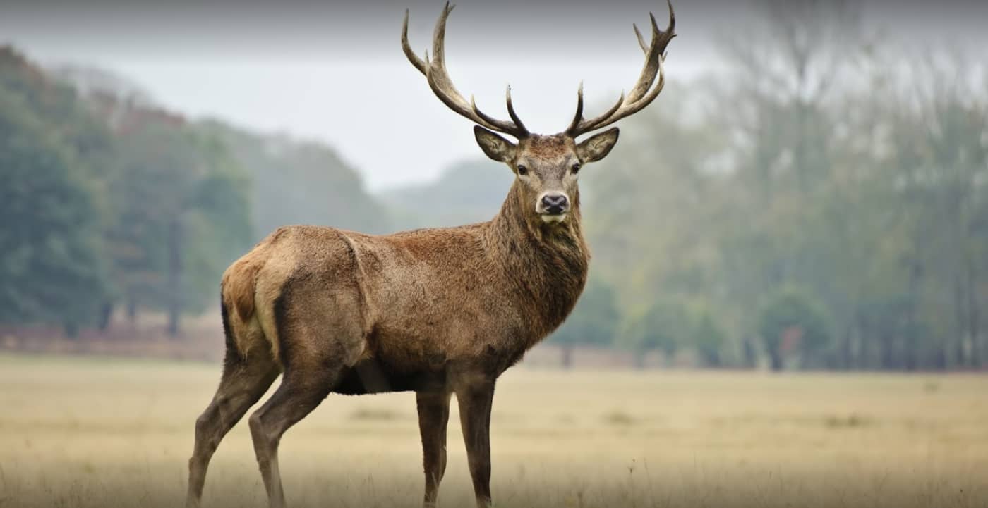 Yarra Valley Game Meats - Logo