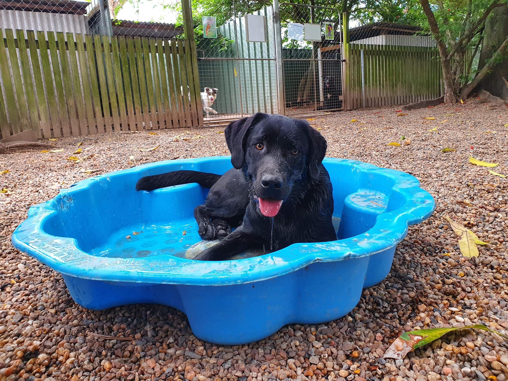 Yeppoon Boarding Kennels & Cattery - Cover photo