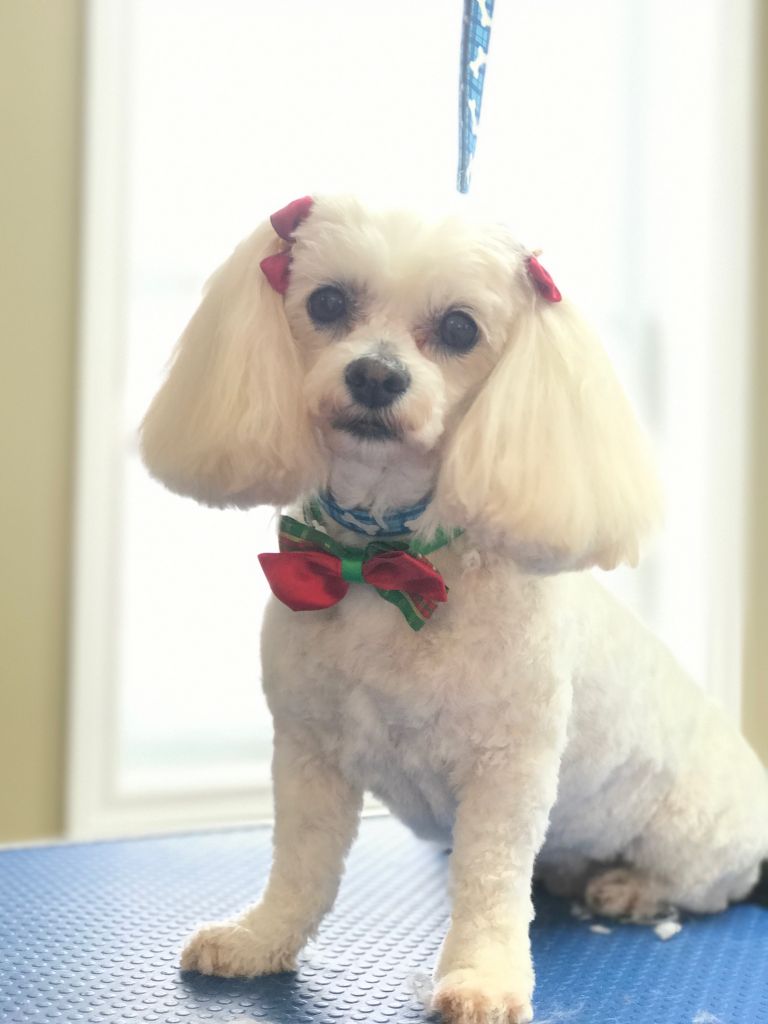 Your Groomers - TJ&s;s Pet Grooming - Logo