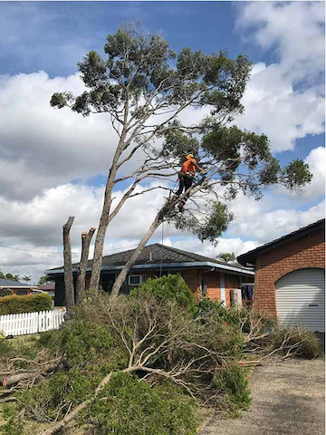 Your Tree Feller - Cover photo