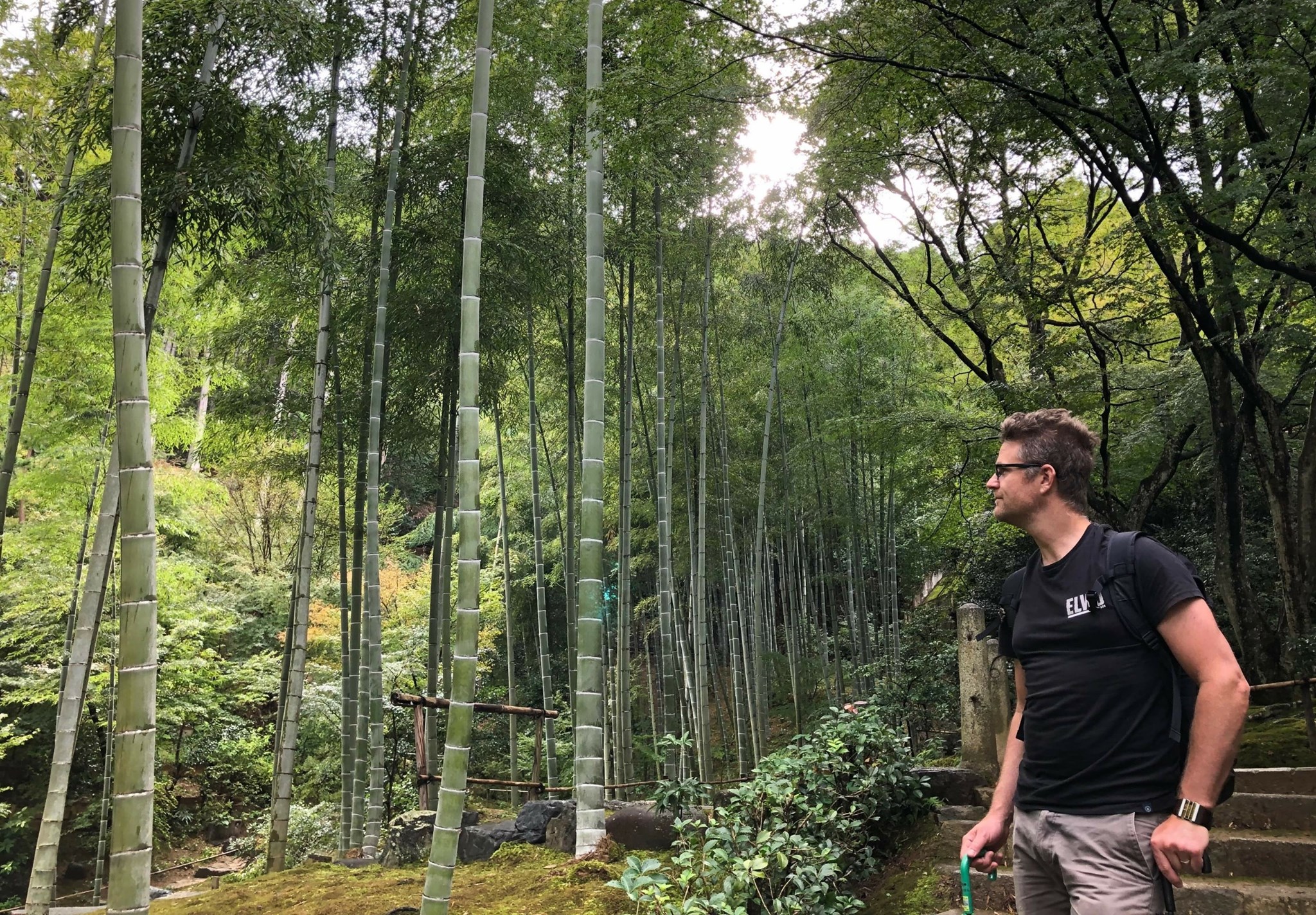 Zen Bamboo - Cover photo
